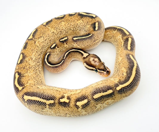 ODフリーウェイ