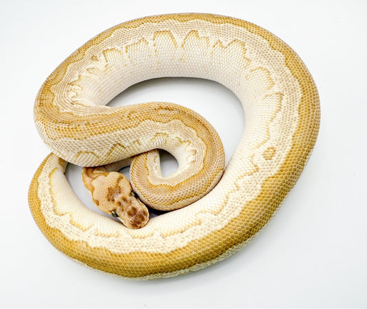 バタークラウンhetパイ