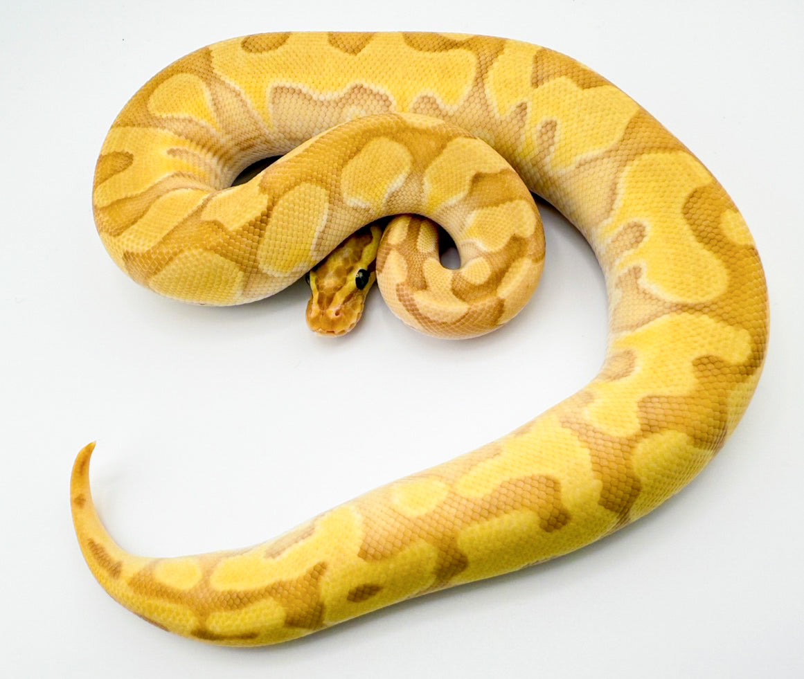 バナナエンチレッサーファイアhetDG50%hetパイ（YB）