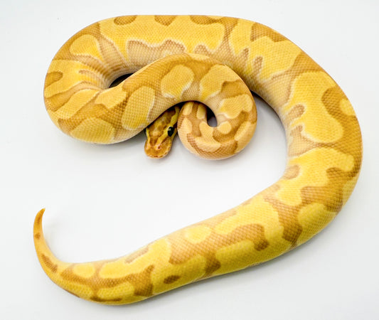 バナナエンチレッサーファイアhetDG50%hetパイ（YB）