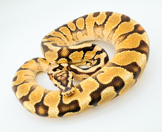 エンチスポットノーズレッドストライプYBhetクラウン