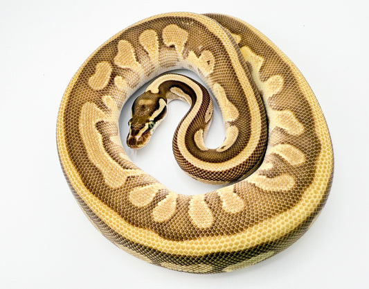 エンチファイアレオパードレッサーYBhetDG