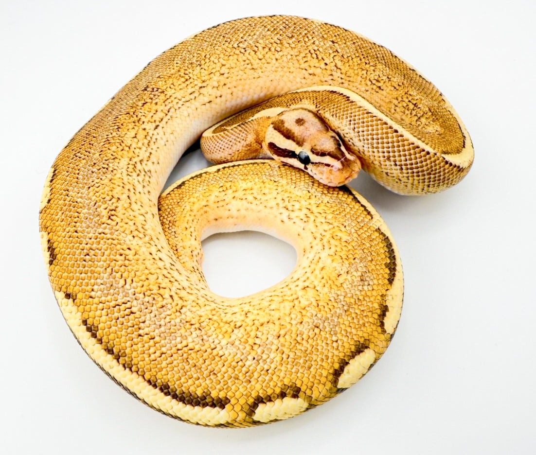 エンチHGWフリーウェイ