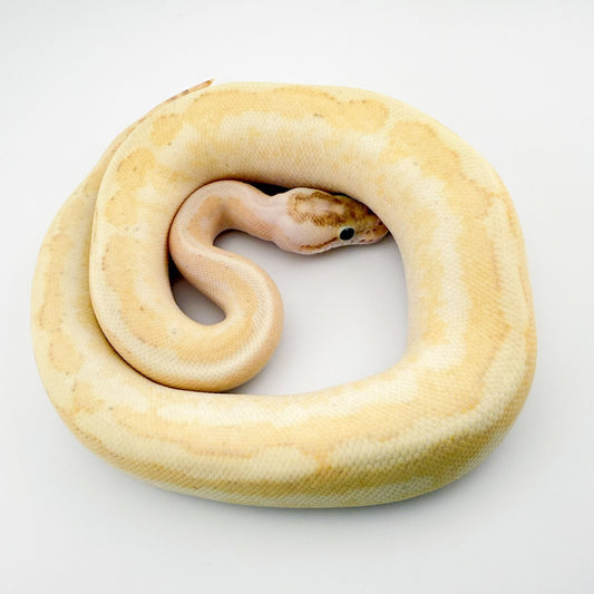 エンチHGWスーパースパーク