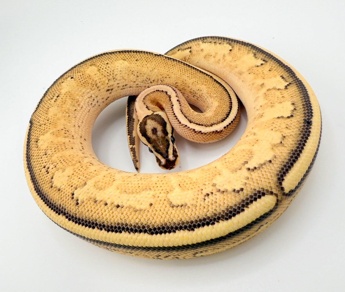 ODスーパーストライプ