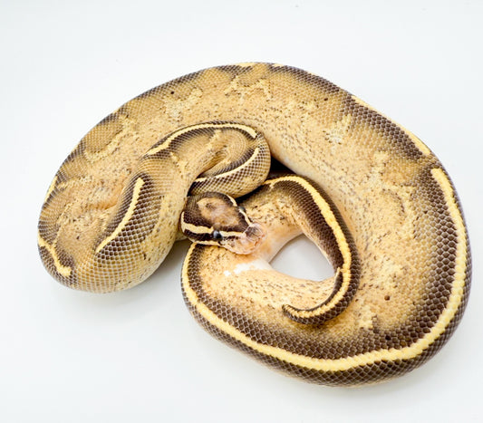 フリーウェイhetハイポ50%hetパイ