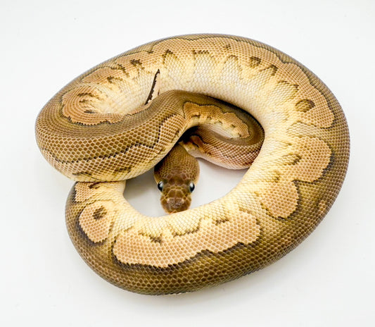 HRAファントムクラウン