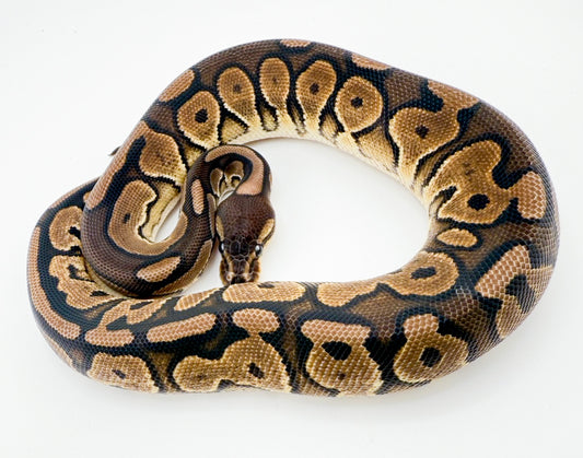 シナモンレッドストライプ