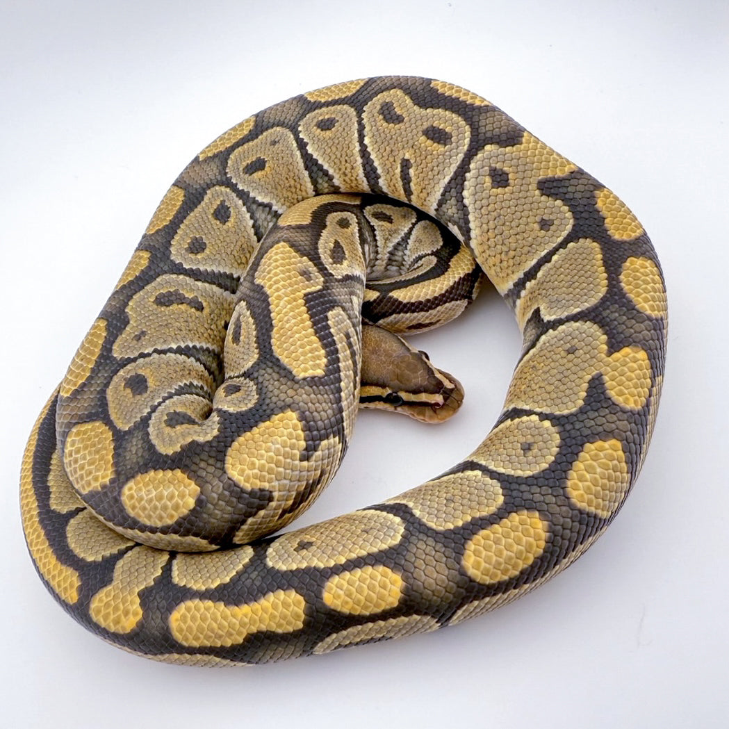 ハイポhetクラウン