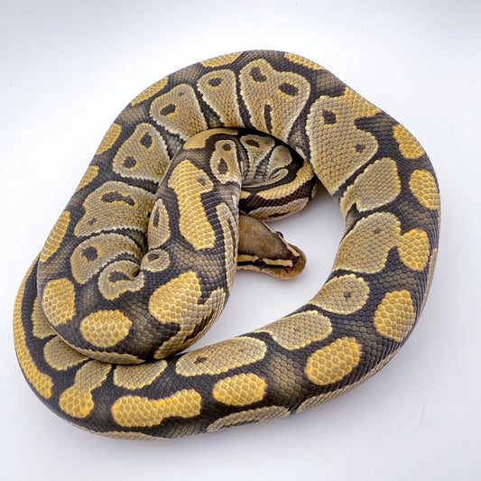 ハイポhetクラウン