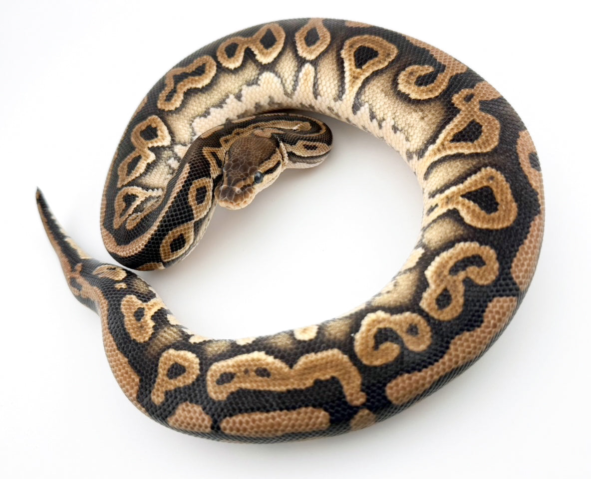 アモン シナモン het デザートゴースト