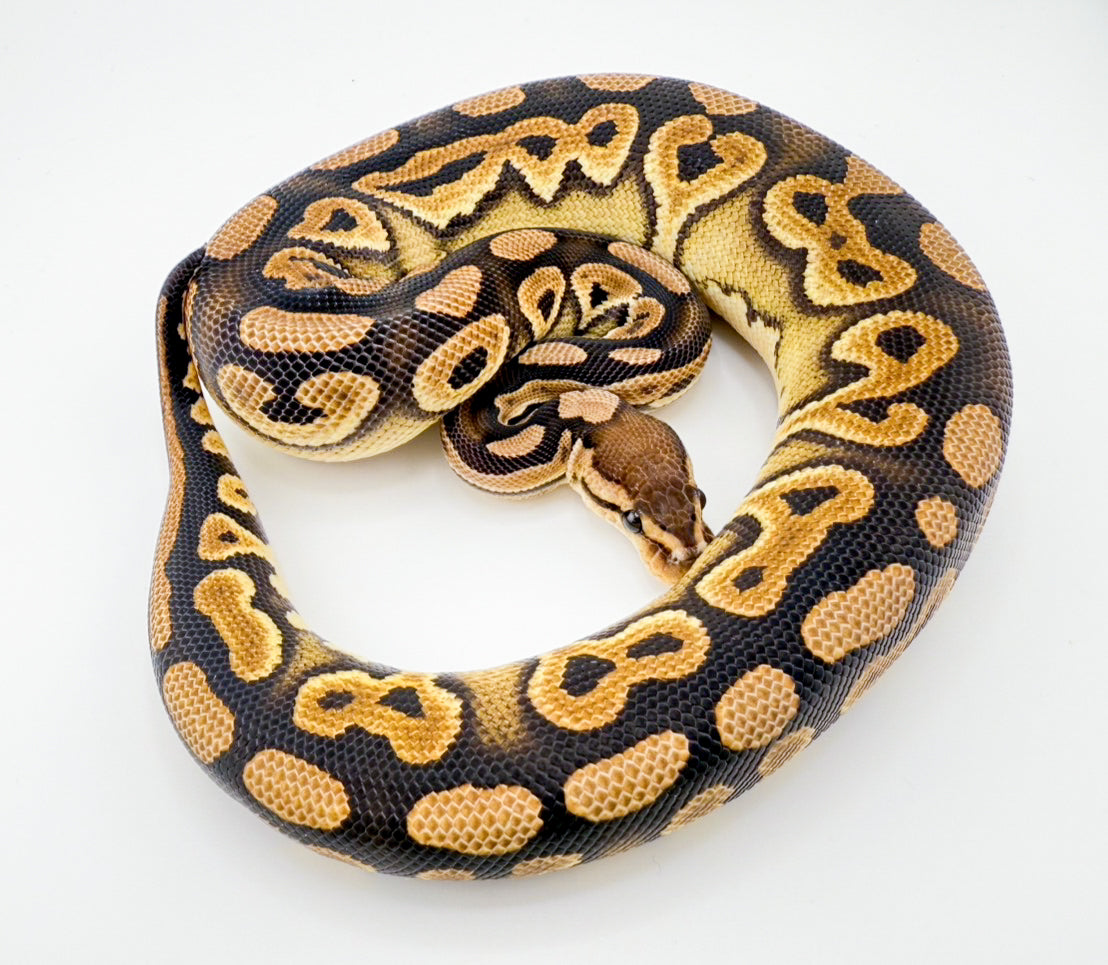 アモン シナモン het デザートゴースト