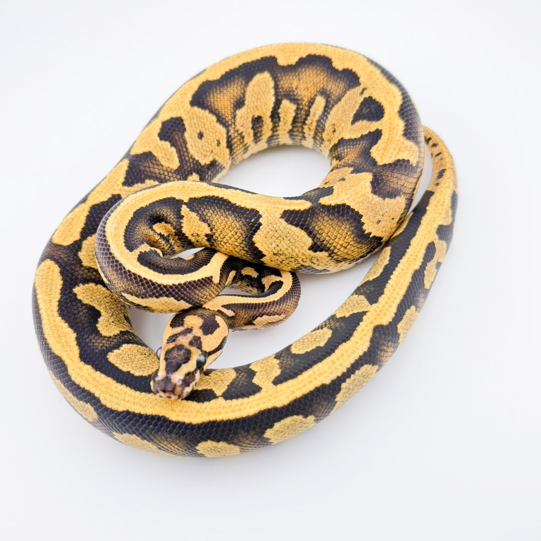 コンフュージョンファイアYB