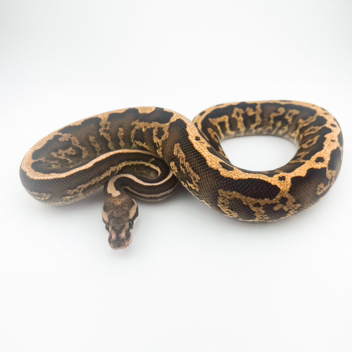 ファイアブラックパステルコンフュージョン