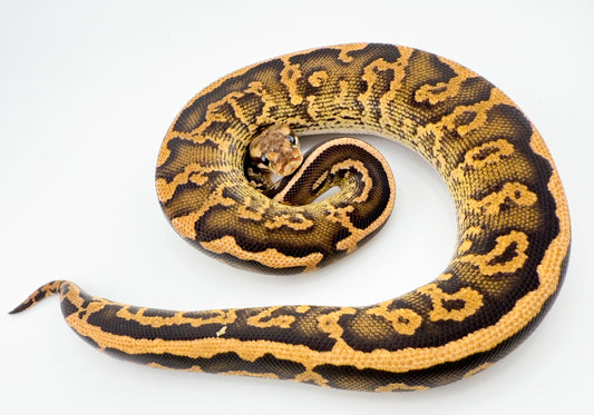 ファイアブラックパステルコンフュージョン