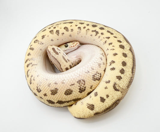 ファイアフライレオパードクラウン