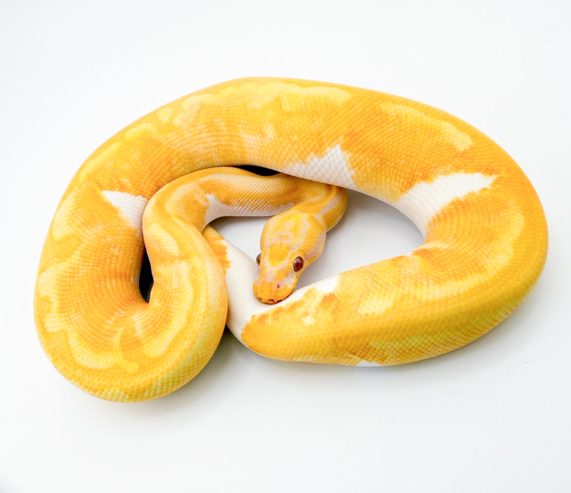 パステルドリームシクル