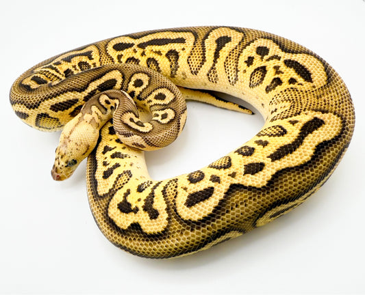 パステルレオパードサイプレスクラウンpossYB