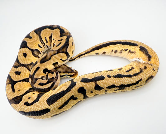 パステルレオパードOD