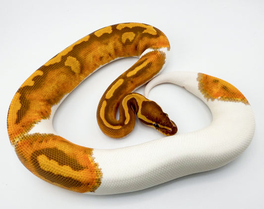 ウルトラメルパイ