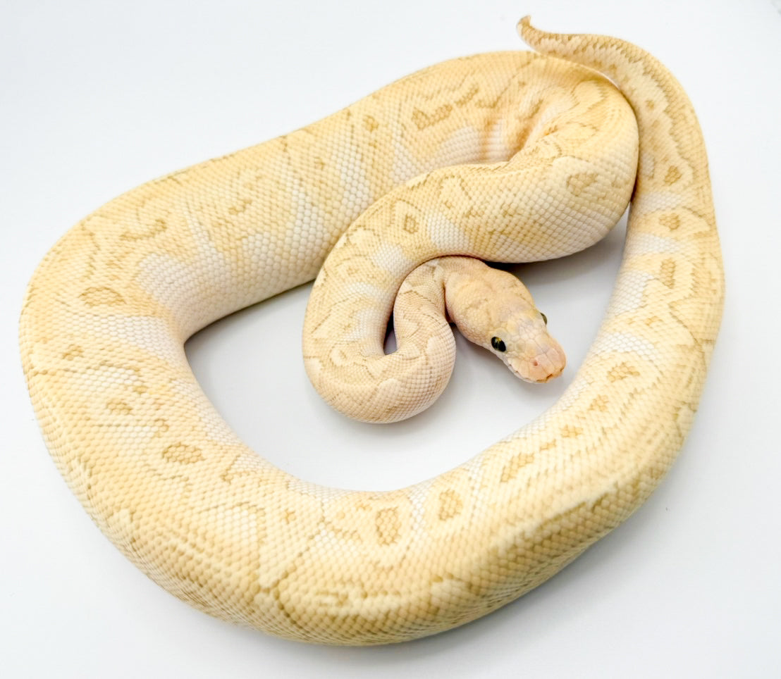 バターパステルGHIクラウン