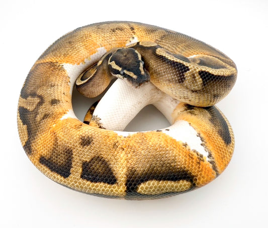 GHIパイhetラベンダー