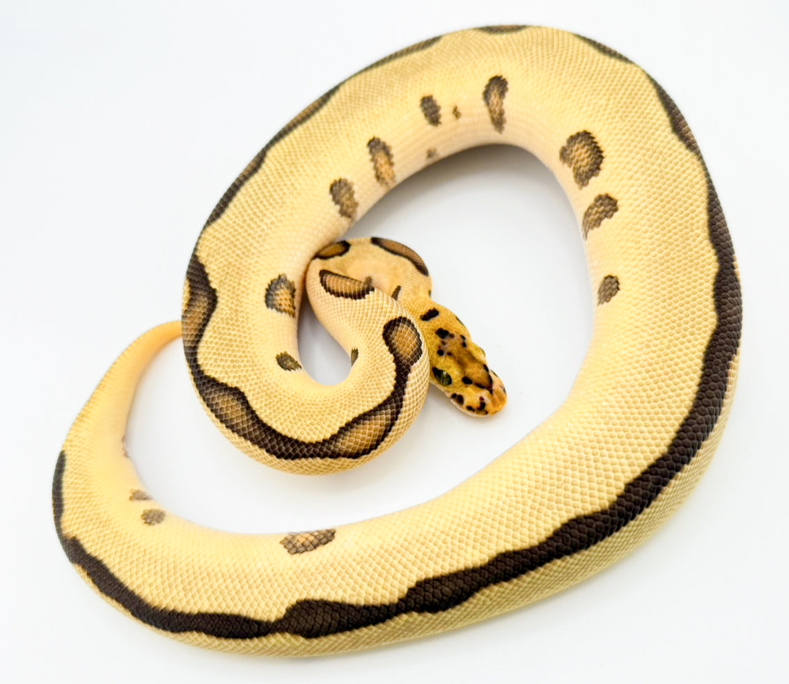 ファイアエンチレオパードクラウン（YB?）