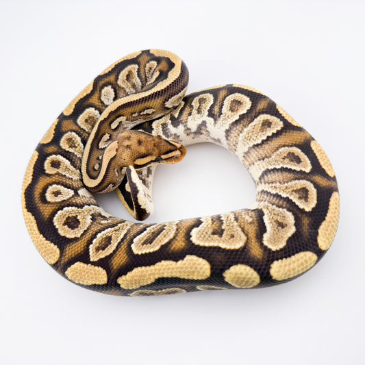 ファイアサイプレスYbhetクラウン