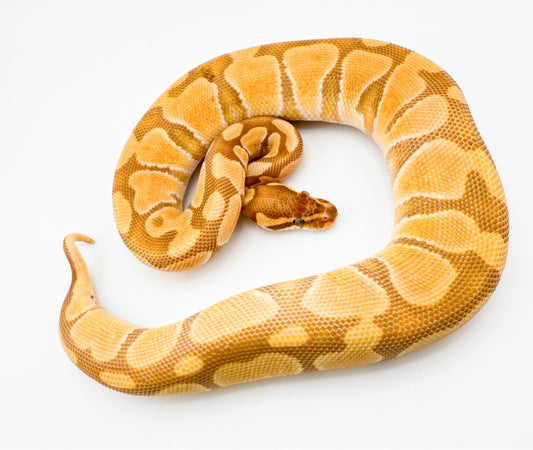 エンチウルトラメル