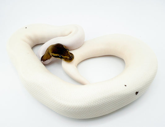 ブラックパステルパイ