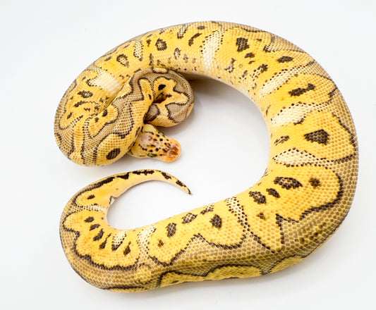 スーパーパステルクラウン