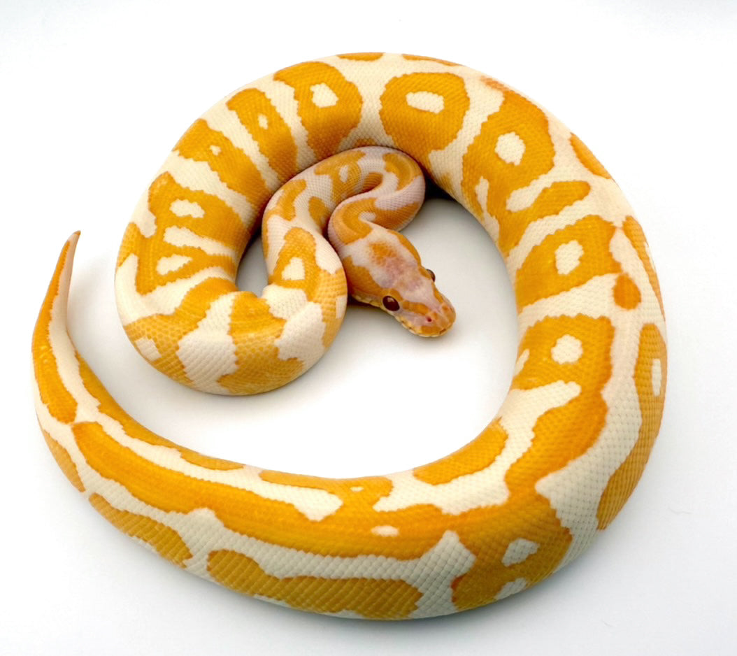 レオパードラベンダー