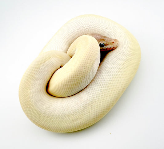 スーパーモハベ