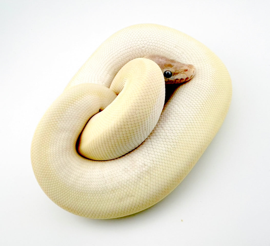 スーパーモハベ