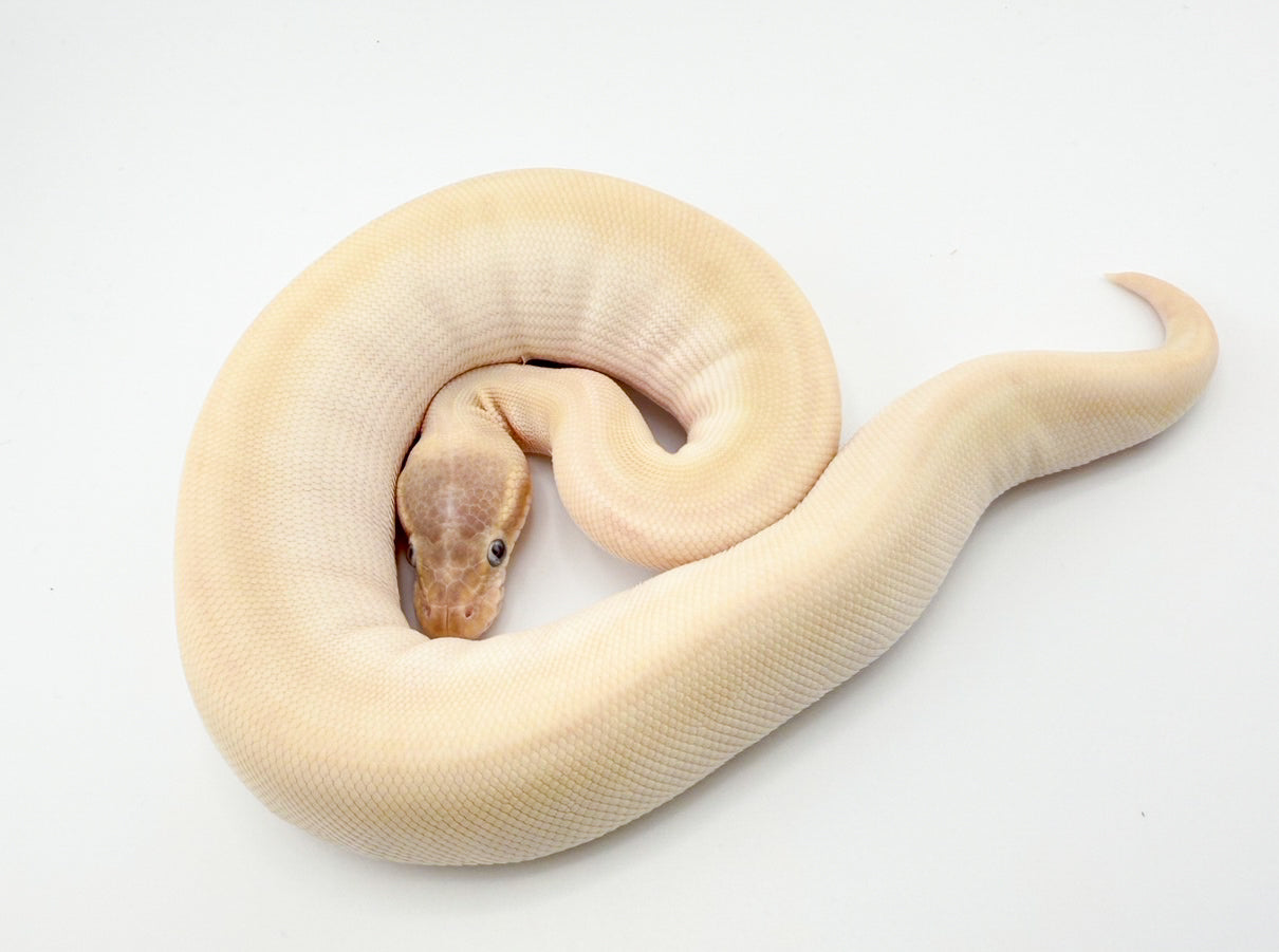 ブラックヘッドスーパーモハベ