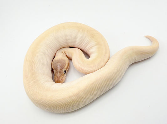 ブラックヘッドスーパーモハベ