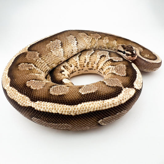 ODスーパーストライプファイア