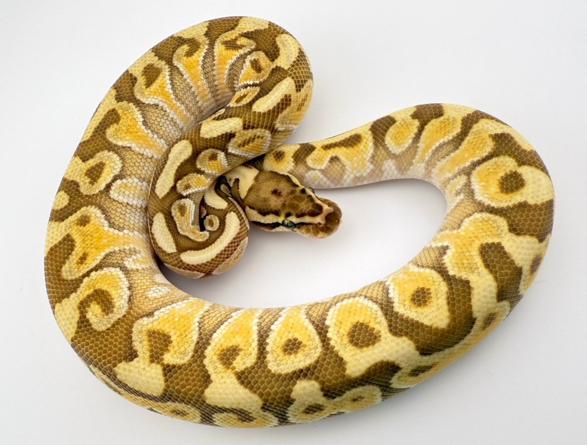 レッサーファイアhetクラウン