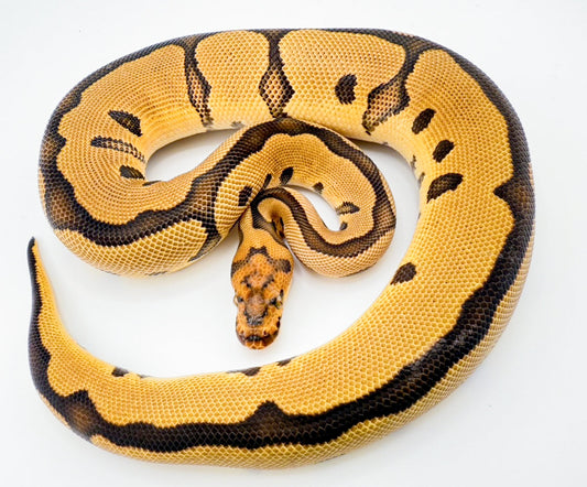 HRAクラウン