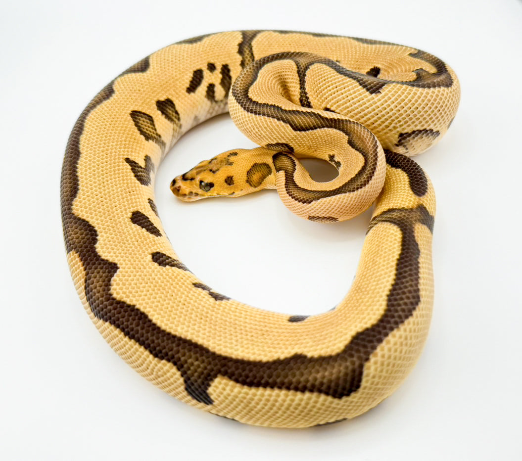 ファイアHRAクラウン