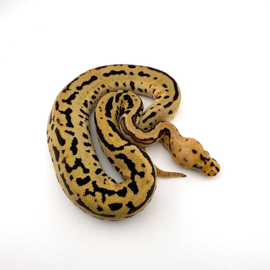 スポットノーズレオパードHRAファイアクラウン