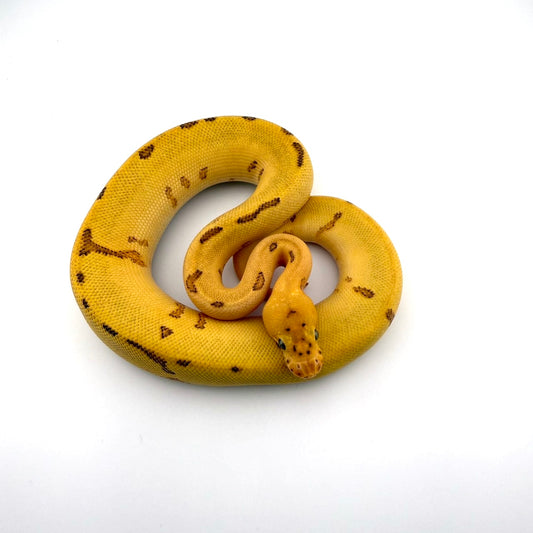 ファイアレオパードスポットノーズYBピンストライプクラウン