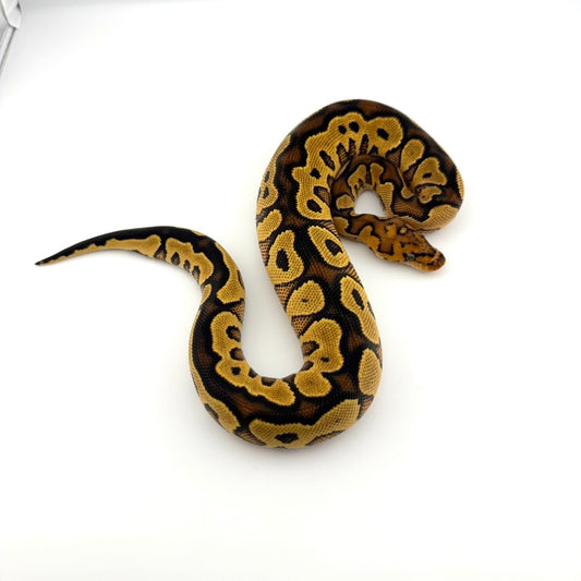 YBクラウン