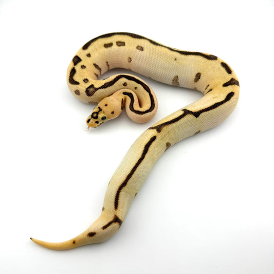 スポットノーズHRAエンチファイアクラウン