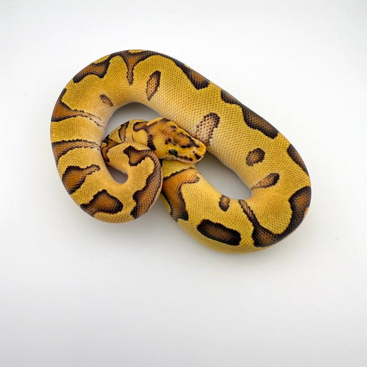 エンチYBクラウン