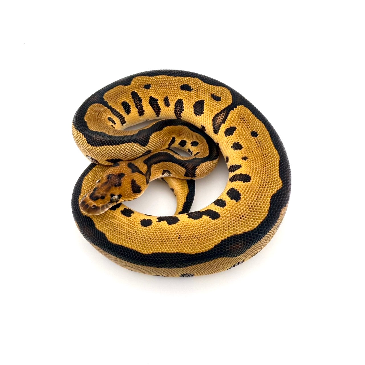 レオパードクラウン