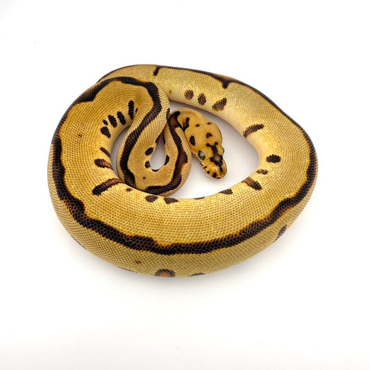 スポットノーズレオパードHRAクラウン