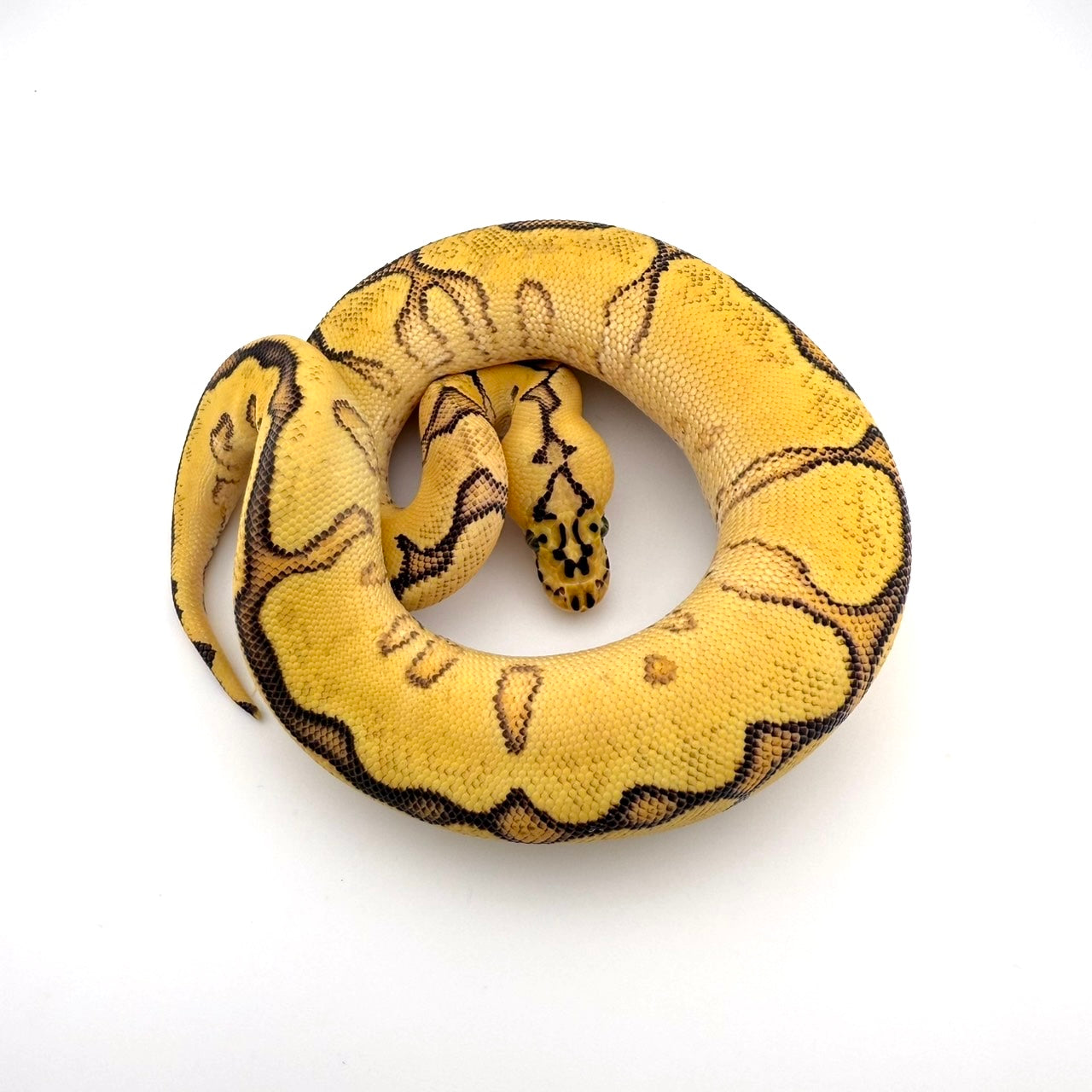 パステルエンチスポットノーズクラウンpossHRA