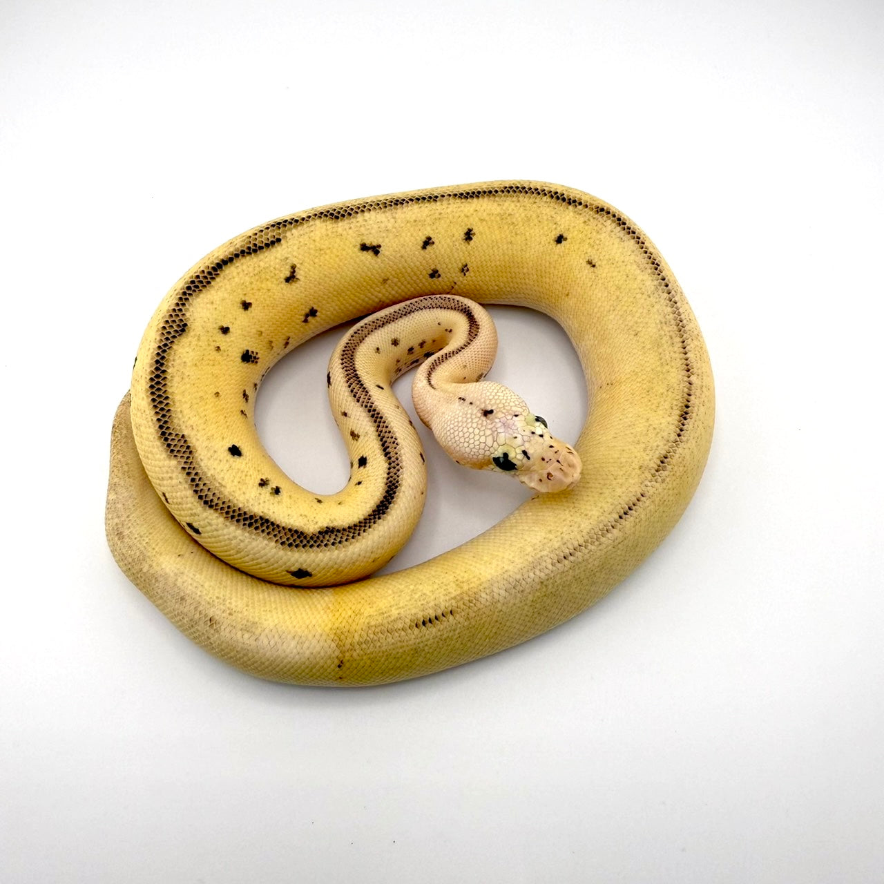 パステルスポットノーズレオパードファイアクラウン