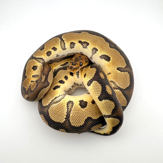 レオパードクラウン